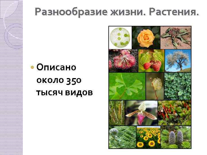 Разнообразие жизни. Растения. Описано около 350 тысяч видов 