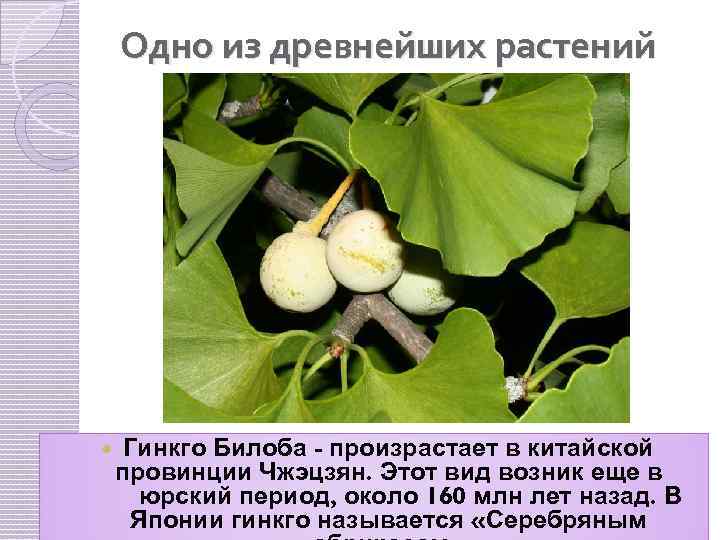 Одно из древнейших растений Гинкго Билоба - произрастает в китайской провинции Чжэцзян. Этот вид