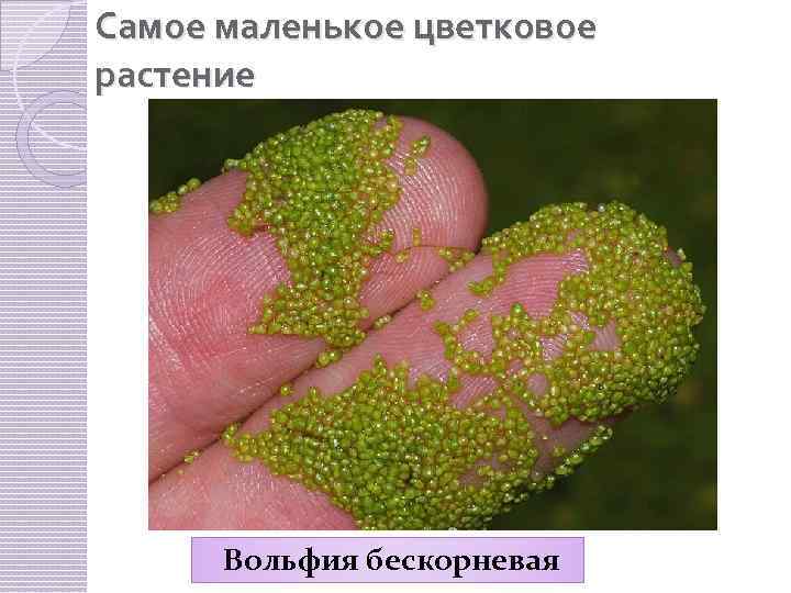 Самое маленькое цветковое растение Вольфия бескорневая 