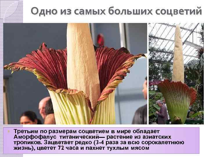 Одно из самых больших соцветий Третьим по размерам соцветием в мире обладает Аморфофалус титанический—