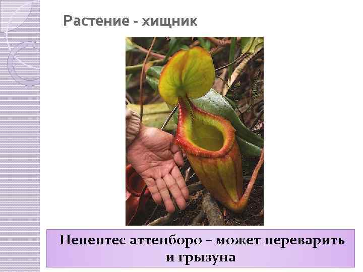 Растение - хищник Непентес аттенборо – может переварить и грызуна 