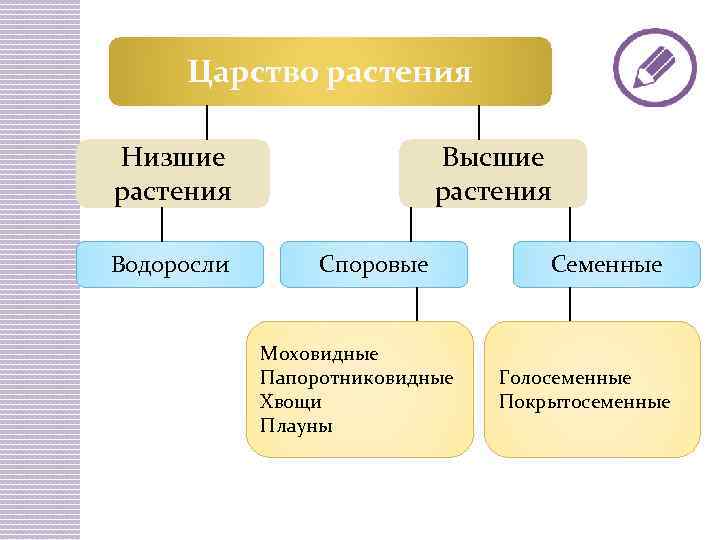 Царство растения Низшие растения Водоросли Высшие растения Споровые Моховидные Папоротниковидные Хвощи Плауны Семенные Голосеменные