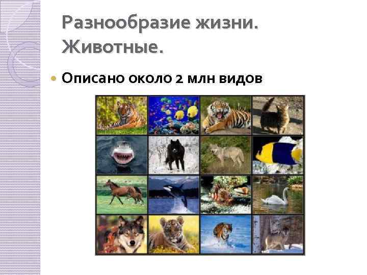 Разнообразие жизни. Животные. Описано около 2 млн видов 
