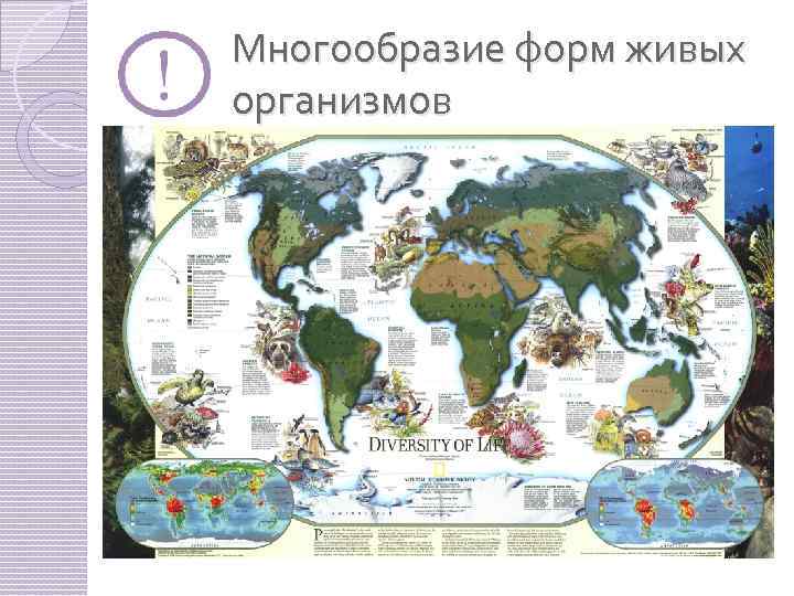 Многообразие форм живых организмов 