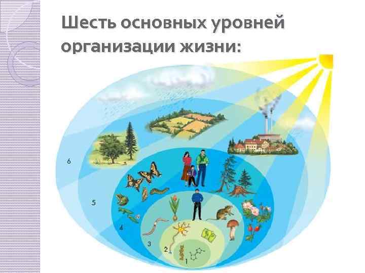 Шесть основных уровней организации жизни: 