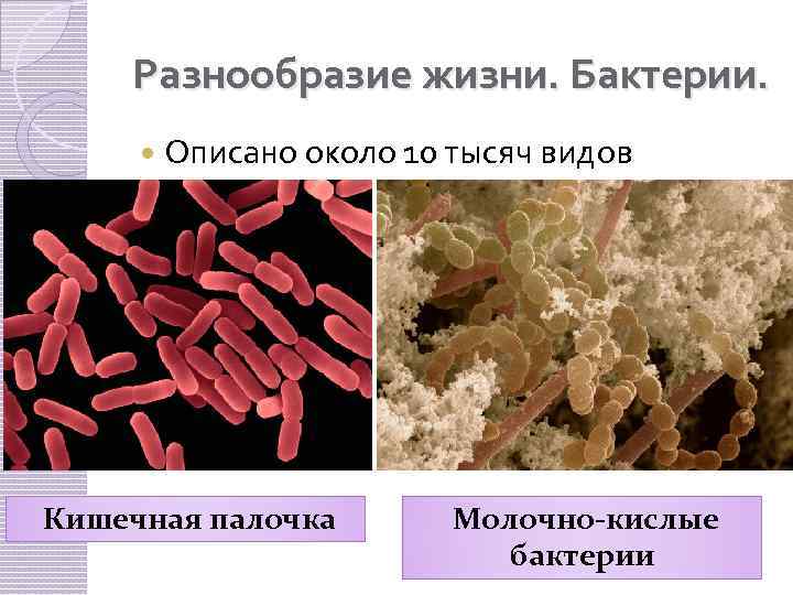 Разнообразие жизни. Бактерии. Описано около 10 тысяч видов Кишечная палочка Молочно-кислые бактерии 