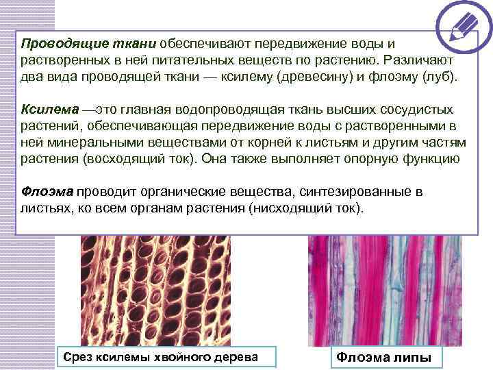Специальные клетки проводящей ткани