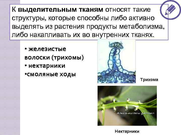 Выделительная ткань рисунок