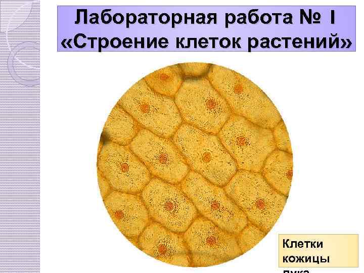 Лабораторная работа № 1 «Строение клеток растений» Клетки кожицы 
