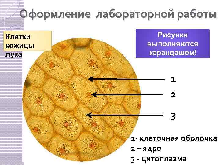 Изучение кожицы чешуи