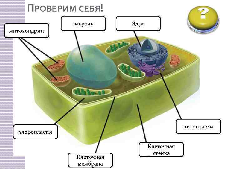 ПРОВЕРИМ СЕБЯ! митохондрии 1 2 вакуоль 3 Ядро цитоплазма 4 хлоропласты 7 Клеточная 6