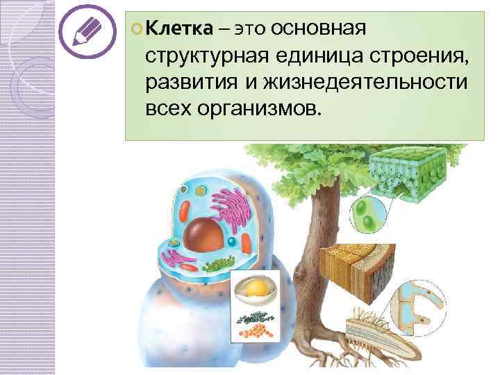  Клетка – это основная структурная единица строения, развития и жизнедеятельности всех организмов. 