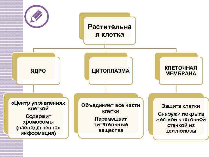 Растительна я клетка ЯДРО ЦИТОПЛАЗМА КЛЕТОЧНАЯ МЕМБРАНА «Центр управления» клеткой Объединяет все части клетки
