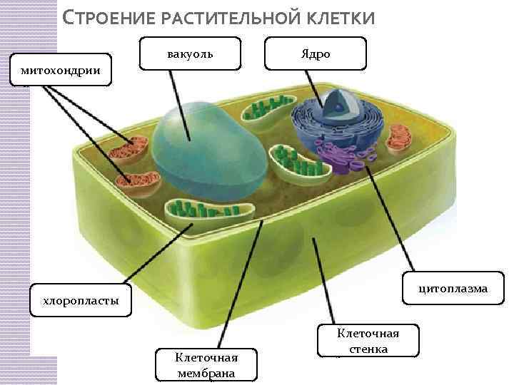 СТРОЕНИЕ РАСТИТЕЛЬНОЙ КЛЕТКИ митохондрии 1 2 вакуоль 3 Ядро цитоплазма 4 хлоропласты 7 Клеточная