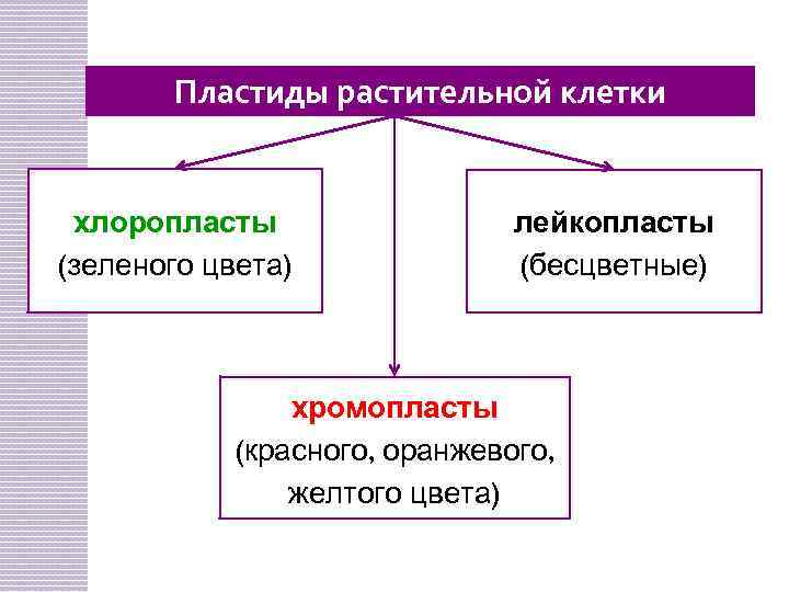 Пластиды растительной клетки хлоропласты (зеленого цвета) лейкопласты (бесцветные) хромопласты (красного, оранжевого, желтого цвета) 