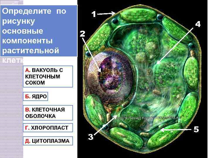 Определите по рисунку основные компоненты растительной клетки 1 2 4 А. ВАКУОЛЬ С КЛЕТОЧНЫМ