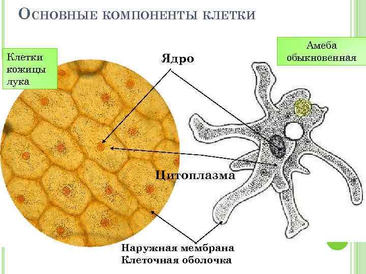 ОСНОВНЫЕ КОМПОНЕНТЫ КЛЕТКИ Клетки кожицы лука Ядро Цитоплазма Наружная мембрана Клеточная оболочка Амеба обыкновенная