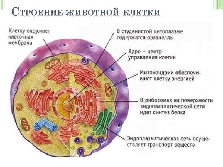 СТРОЕНИЕ ЖИВОТНОЙ КЛЕТКИ 