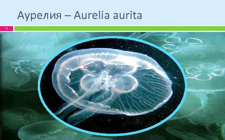 Аурелия – Aurelia aurita 11 