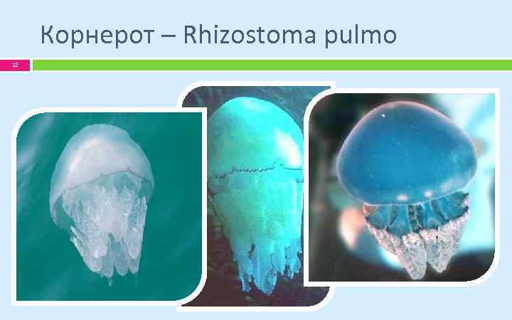 Корнерот – Rhizostoma pulmo 12 