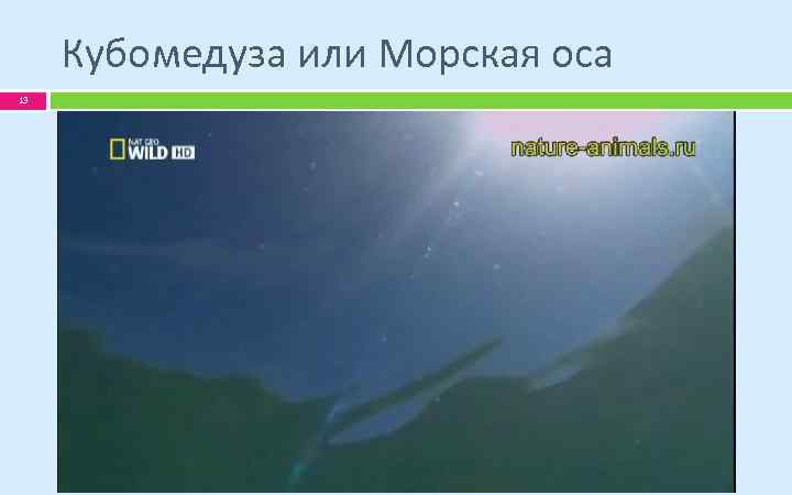 Кубомедуза или Морская оса 13 