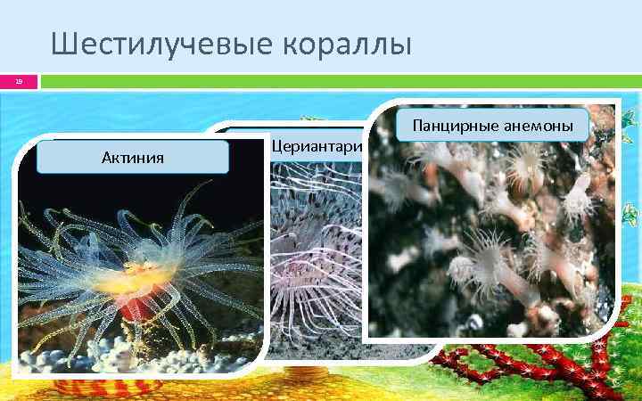 Шестилучевые кораллы 19 Актиния Цериантария Панцирные анемоны 