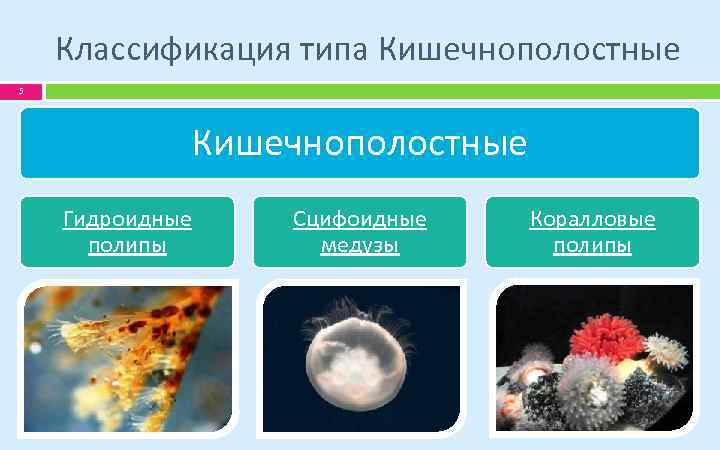 Классификация типа Кишечнополостные 5 Кишечнополостные Гидроидные полипы Сцифоидные медузы Коралловые полипы 