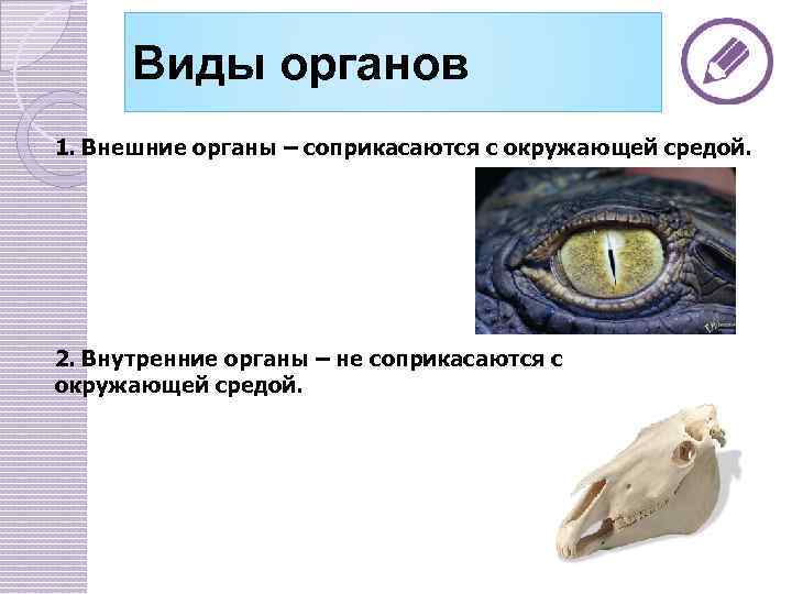 Виды органов 1. Внешние органы – соприкасаются с окружающей средой. 2. Внутренние органы –