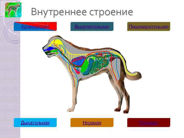 Рассмотрите рисунок внутреннее строение собаки