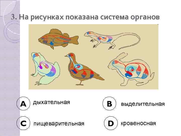 Установите соответствие между особенностями строения кровеносной системы животных и рисунками