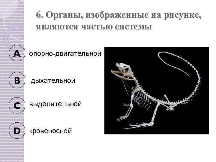 6. Органы, изображенные на рисунке, являются частью системы A опорно-двигательной B дыхательной C выделительной