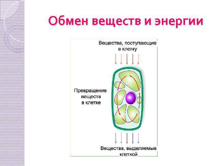 Обмен веществ и энергии 