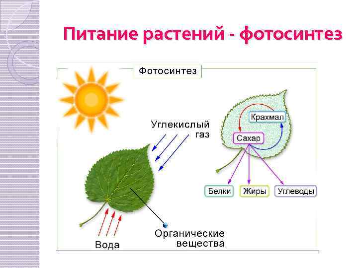 Питание растений - фотосинтез 