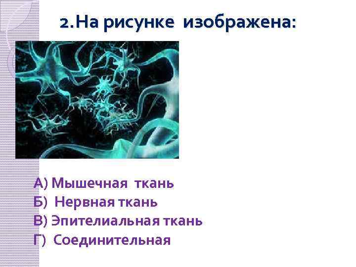 2. На рисунке изображена: А) Мышечная ткань Б) Нервная ткань В) Эпителиальная ткань Г)