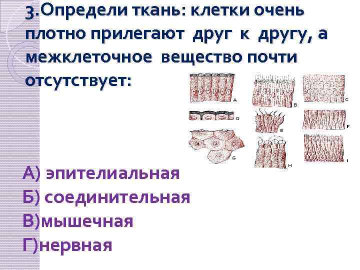 3. Определи ткань: клетки очень плотно прилегают друг к другу, а межклеточное вещество почти