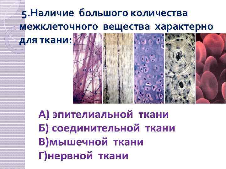 Восприятие человеком информации из внешней среды обеспечивает ткань изображенная на рисунке