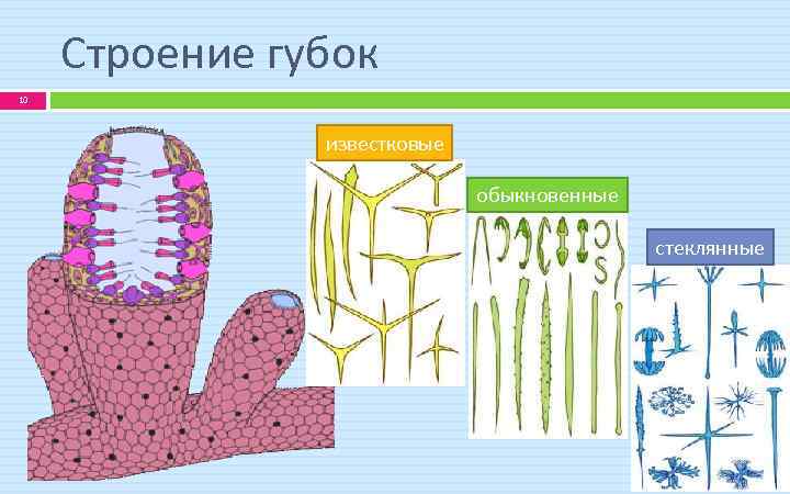 Строение губок 10 известковые обыкновенные стеклянные 