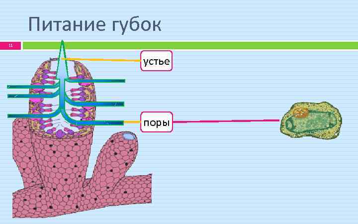 Схема питания губки