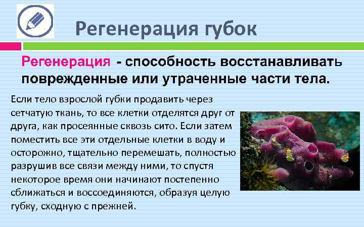 Регенерация клеток. Регенерация губок. Тип губки регенерация. Морская губка регенерация.