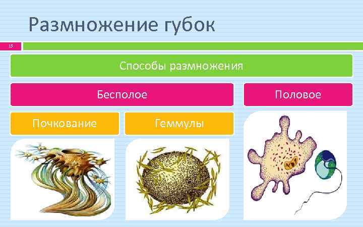 Размножение губок 15 Способы размножения Бесполое Почкование Половое Геммулы 
