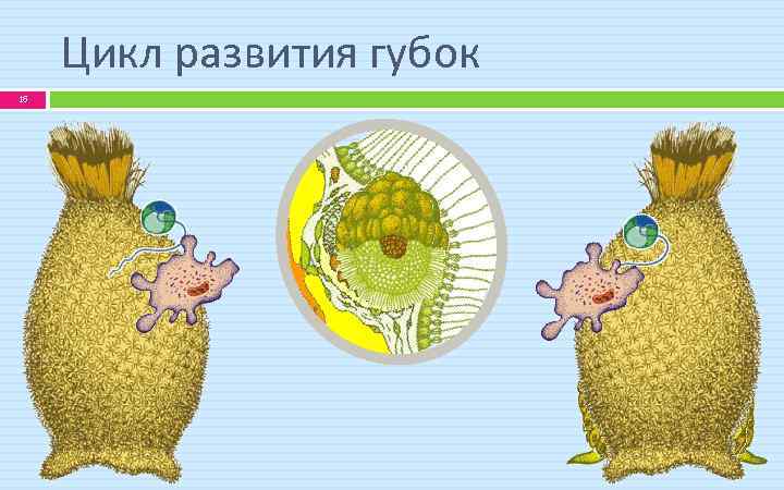 Цикл развития губок 16 