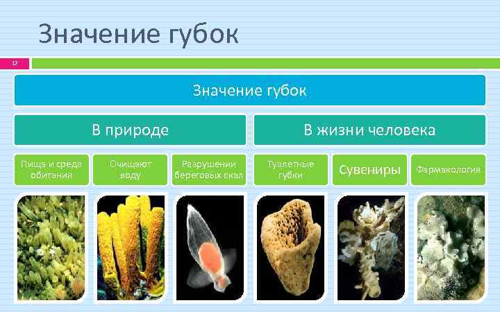 Роль видов в природе. Значение губок. Функции губок. Экологическая роль губок. Роль губок в природе.