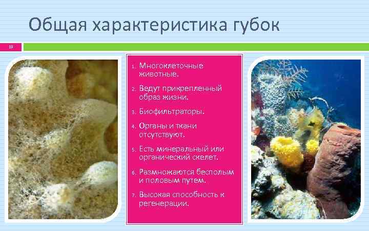 Общая характеристика губок 19 1. 2. 3. 4. 5. 6. 7. Многоклеточные животные. Ведут