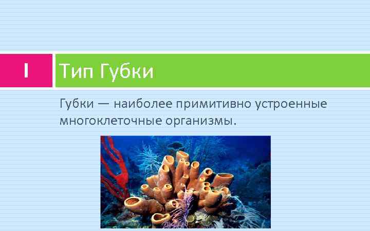 I Тип Губки — наиболее примитивно устроенные многоклеточные организмы. 