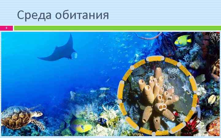 Среда обитания 8 