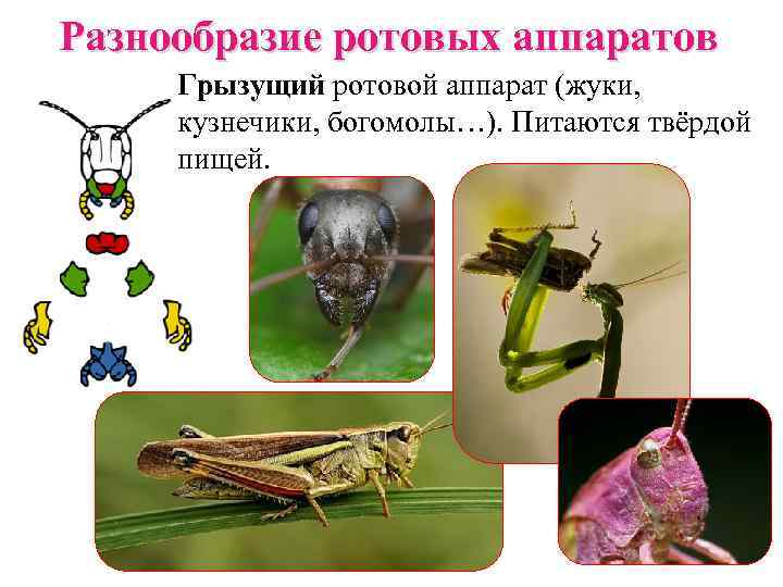 Разнообразие ротовых аппаратов Грызущий ротовой аппарат (жуки, кузнечики, богомолы…). Питаются твёрдой пищей. 