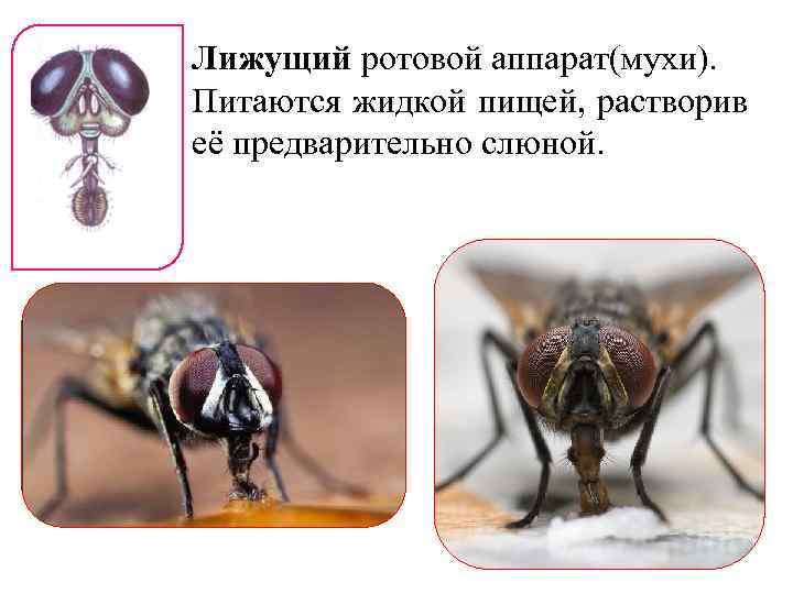 Лижущий ротовой аппарат(мухи). Питаются жидкой пищей, растворив её предварительно слюной. 