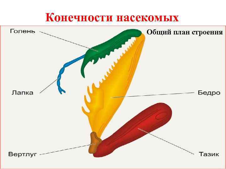 Состоят из члеников. Прыгательная конечность строение. Строение ноги бегательного типа насекомого. Строение конечностей насекомых. Строение лапки насекомого.