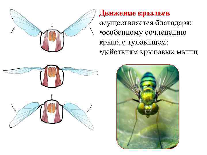 Движение крыльев осуществляется благодаря: • особенному сочленению крыла с туловищем; • действиям крыловых мышц