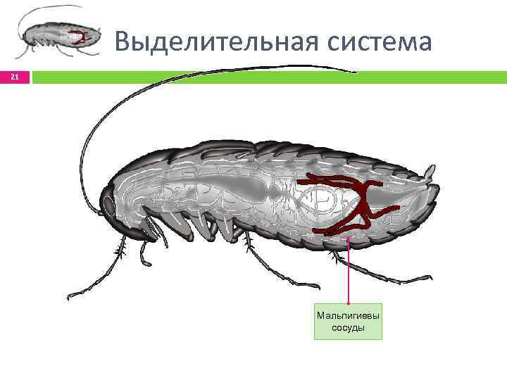 Выделительная система 21 Мальпигиевы сосуды 